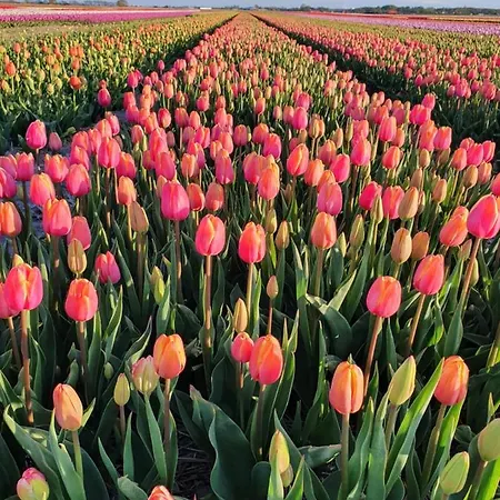 Holiday home Buitenhuis Egmond