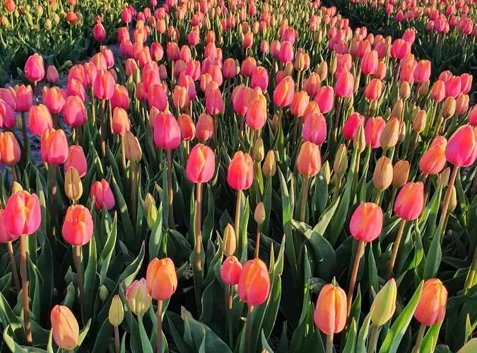 Сasa de vacaciones Buitenhuis Egmond