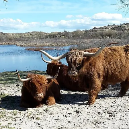 Buitenhuis Egmond 에그몬단덴 후에프